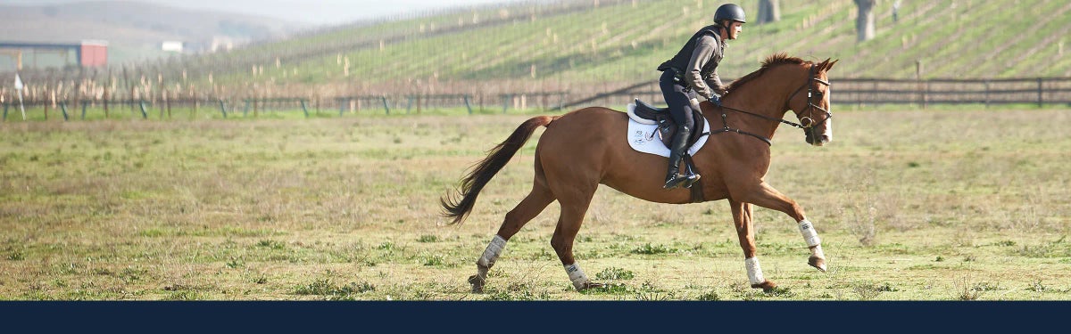 English for Horse and Rider