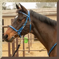 Reins and Breastplates