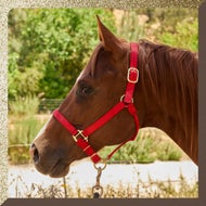 Leather, Nylon, and Rope Options