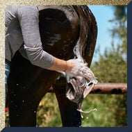 Every Need for a Shiny Steed