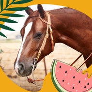 Reins and Breast Collars