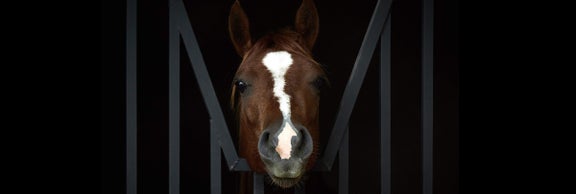 New Arrivals for Horse & Rider
