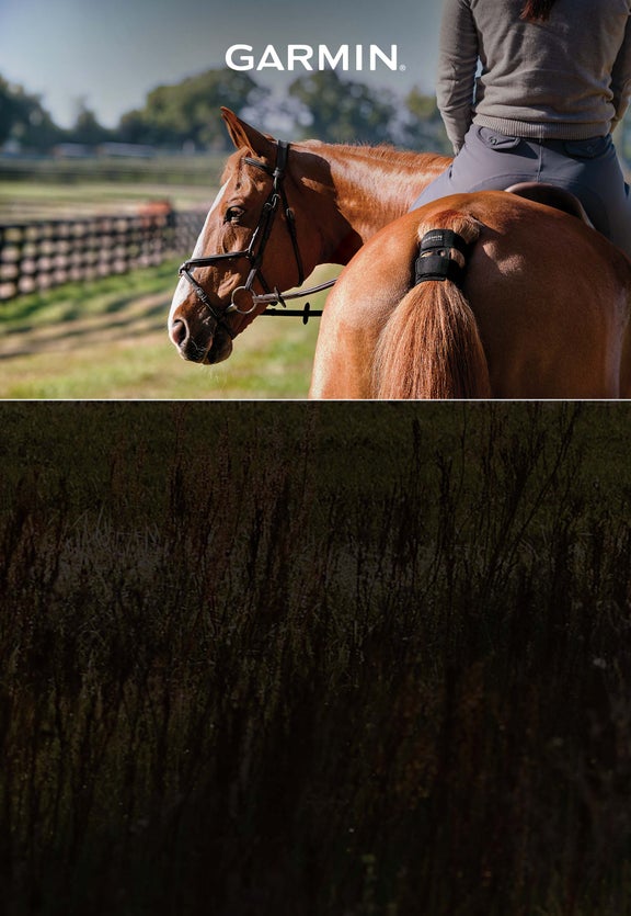 BLAZE<br>Equine Wellness System