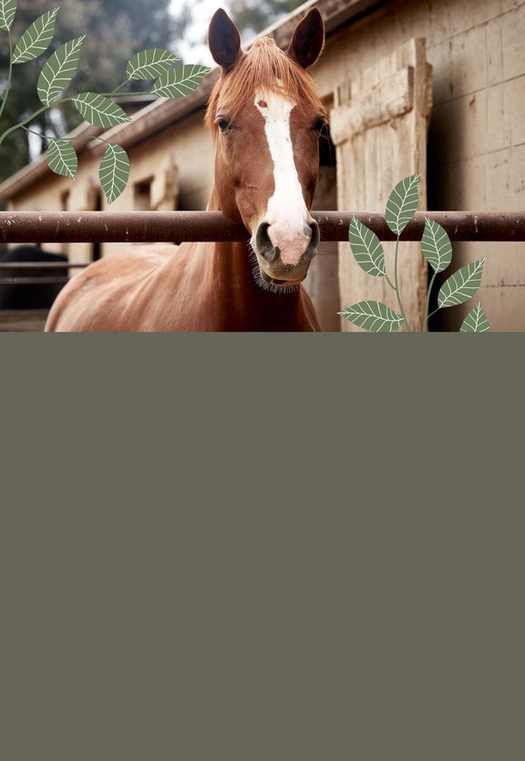 For Horses