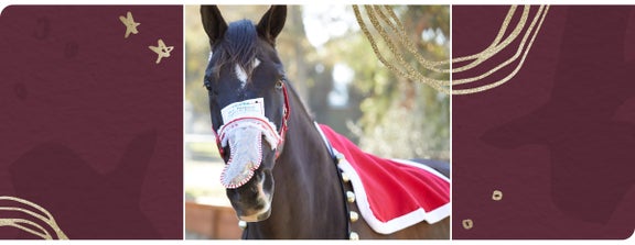Holiday Horse Treats