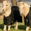Pony Blankets & Sheets