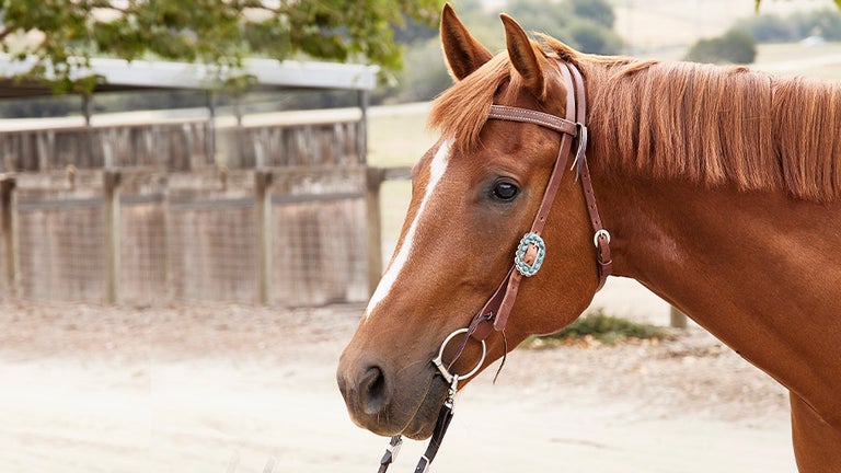 Coiffe Western Cuir Marron – Quick Change (rapide) – Pour Cheval
