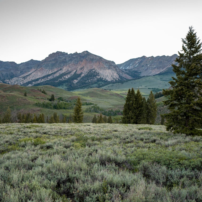 The Evergreen Dream Collection