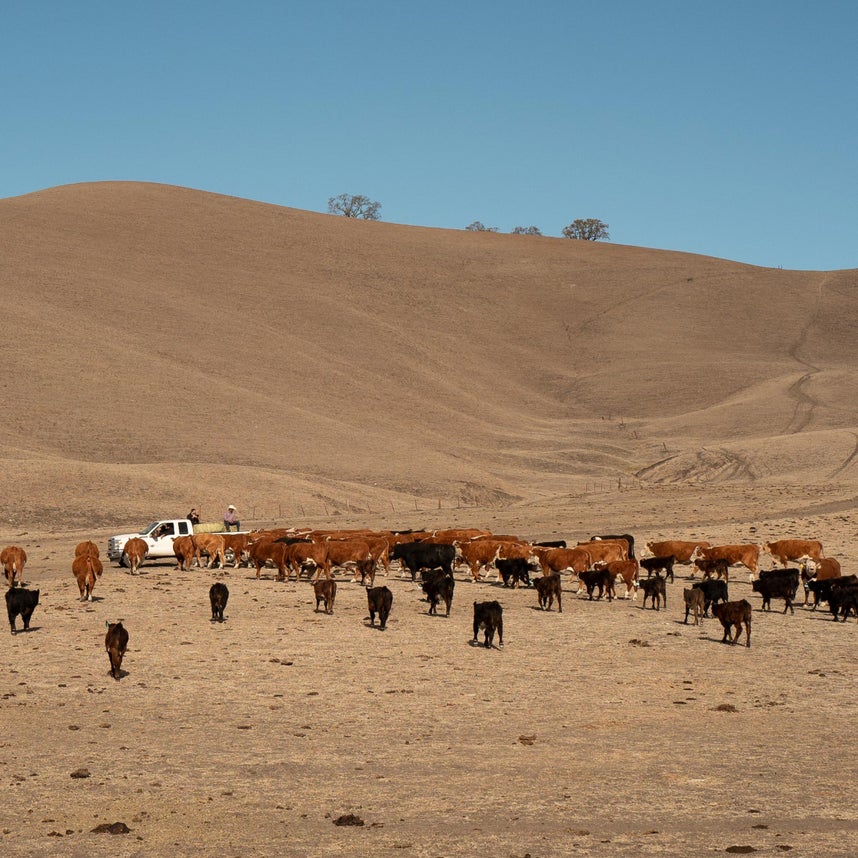 The Ranchwear Flare Collection
