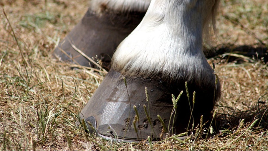 Horse Hoof Problems: Treatment & Prevention