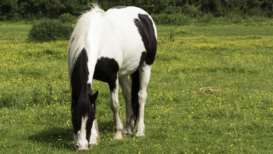 The Basics of Equine Deworming