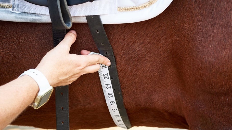 How to Measure and Fit a Dressage Girth
