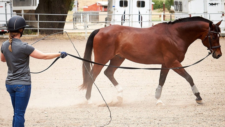 How to Safely Lunge a Horse