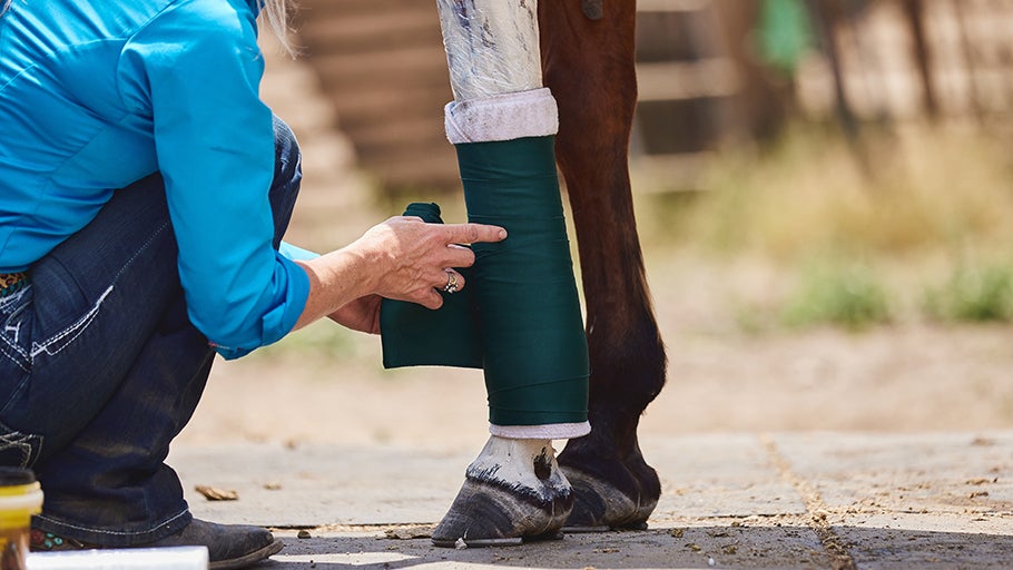 How to Wrap & Poultice a Horse Leg