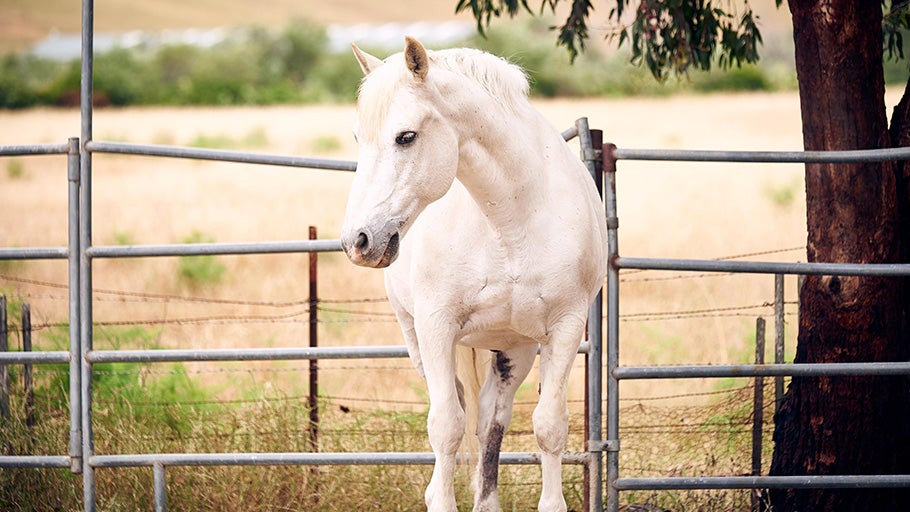 Preventing & Treating Laminitis in Ponies