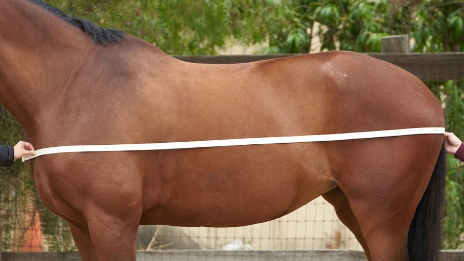 How to Measure for a Horse Blanket