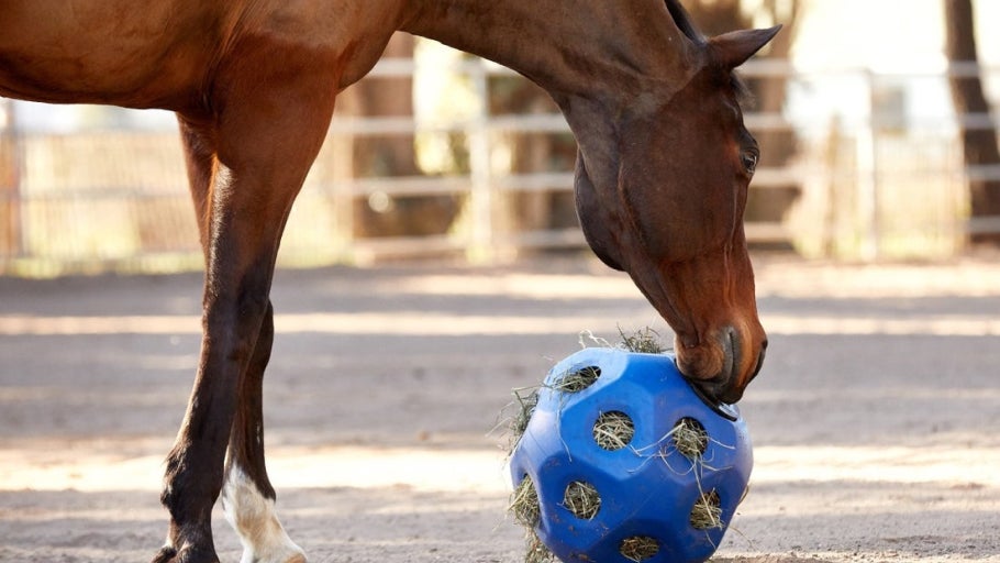 The Best Slow Feeders For Horses