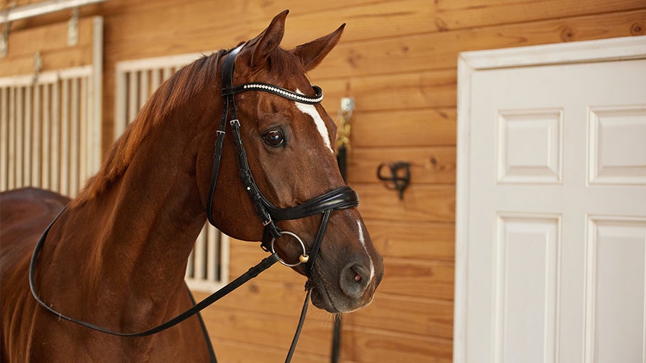Types of English Bridles