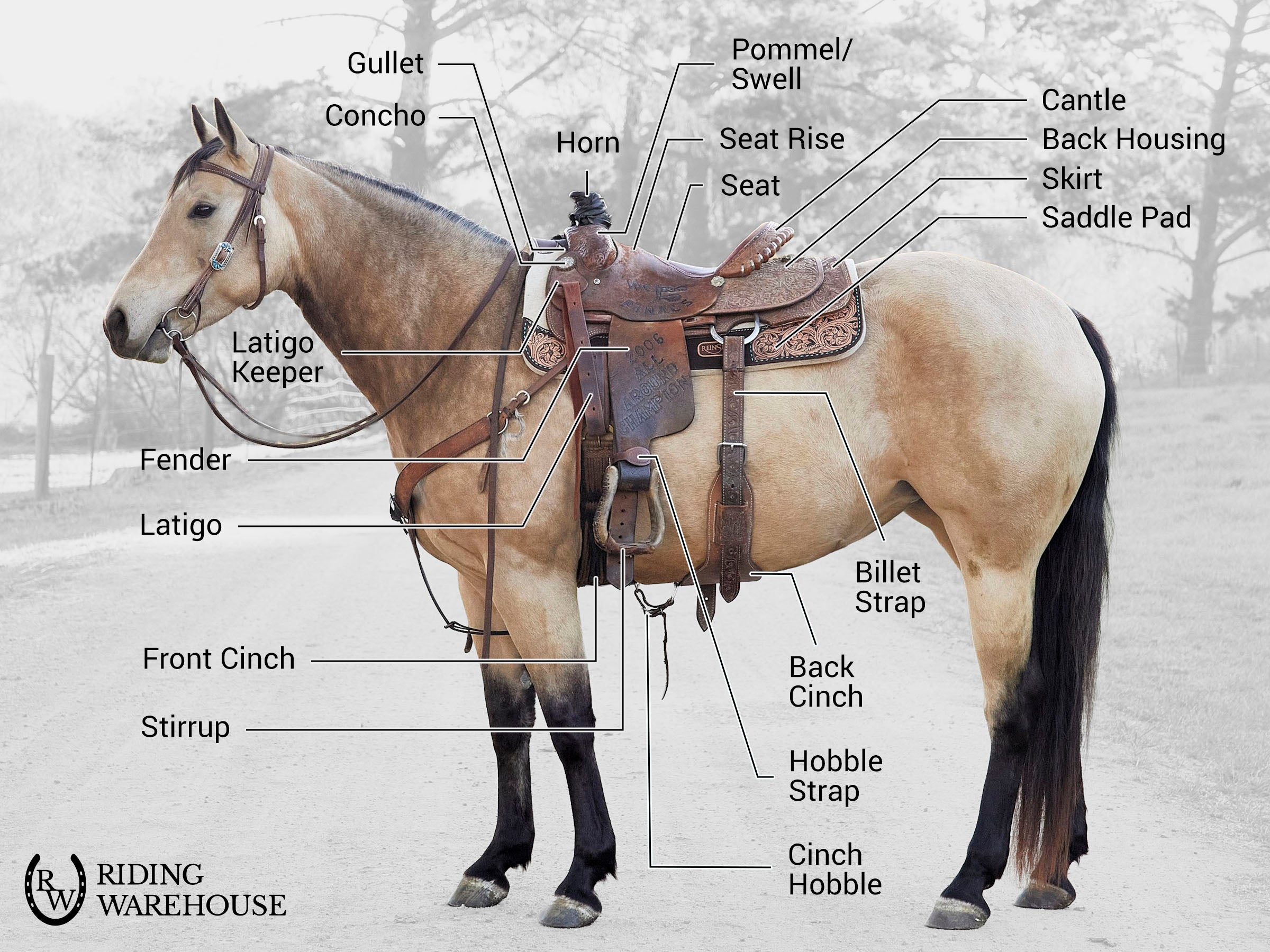 A buckskin horse wearing western tack with the parts of the western saddle listed and marked.