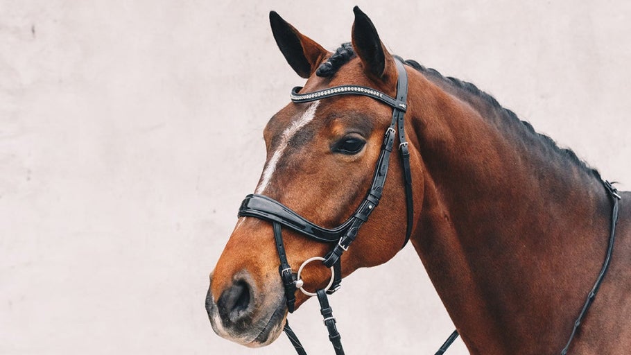 Schockemoehle Anatomic Bridle Buying Guide