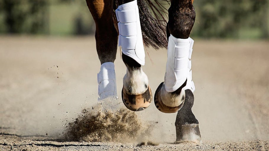 Professional's Choice Boot Buying Guide