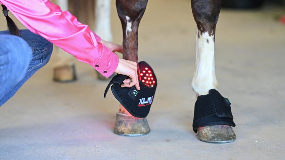 Red Light Therapy for Horses: Benefits & Review