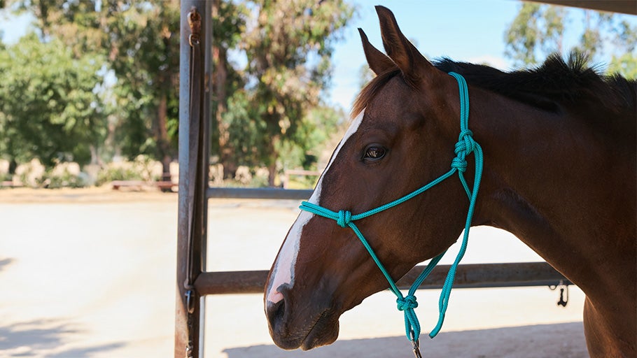 How to Size, Fit, & Tie a Rope Halter