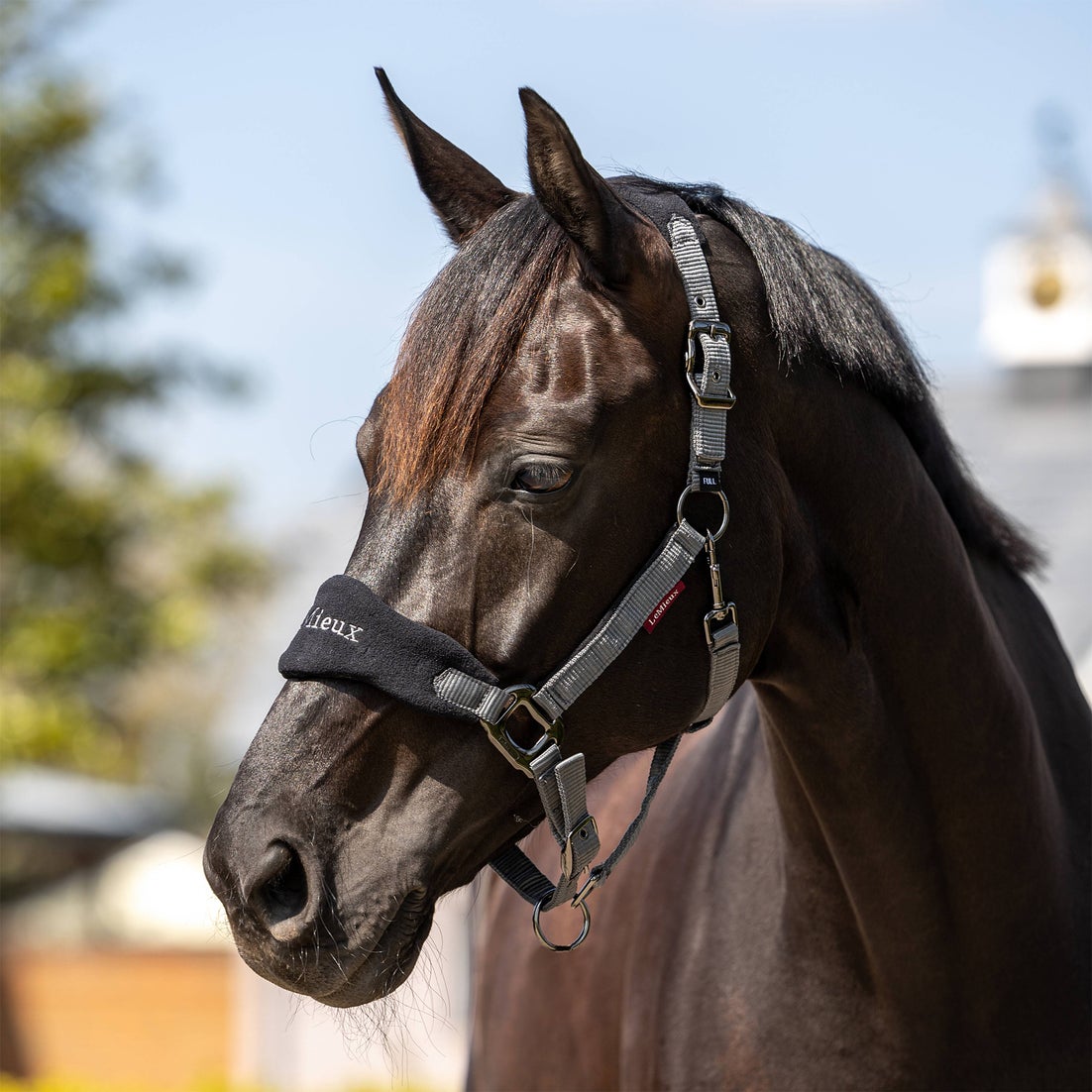 Lemieux Vogue Mallow Halter And Lead Rope main image 1