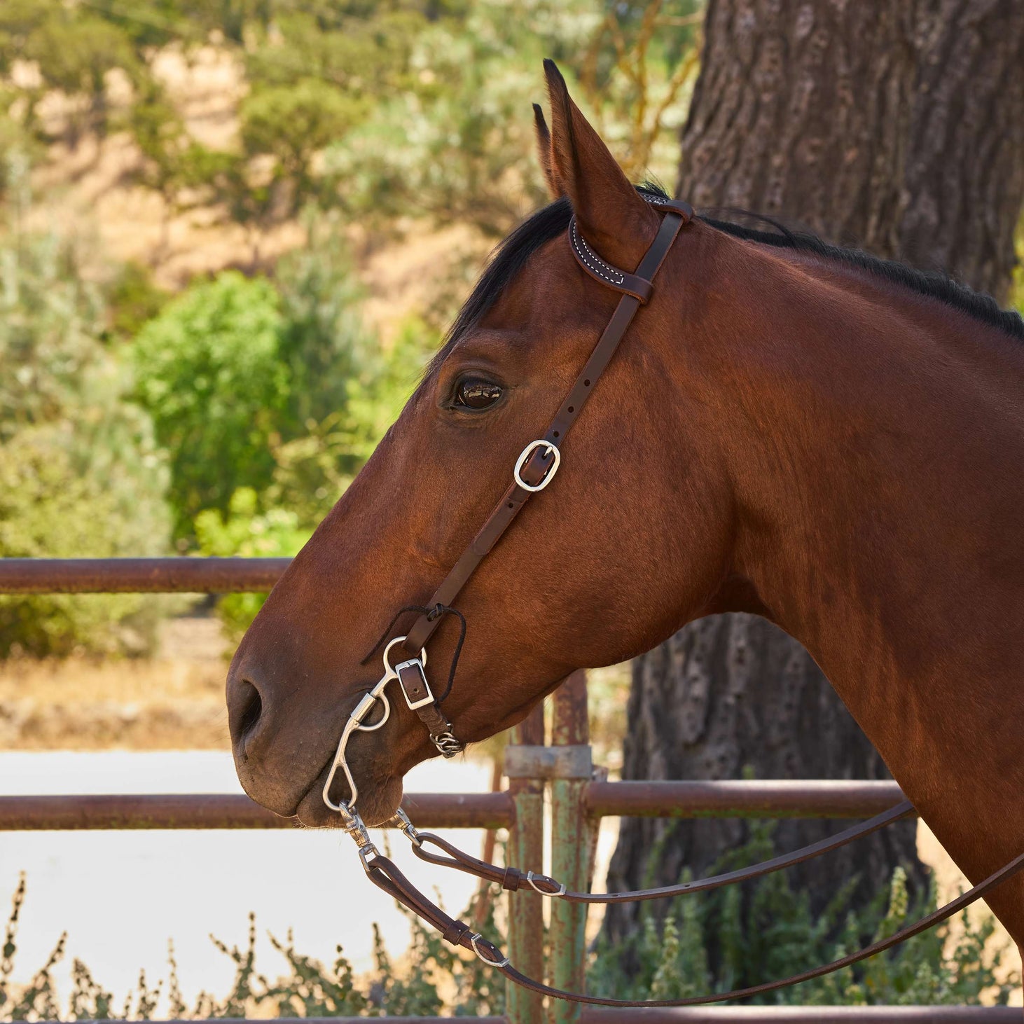 Berlin Custom Leather Oiled Slide Ear Headstall with Steel Buckle