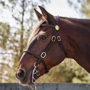 Showman Premium Nylon Adjustable Halter Bridle Combo With Reins For Horses - Model 16157