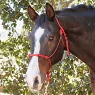 Knotty Girlz 1/4" Stiff 4-Knot Poly Rope Halter