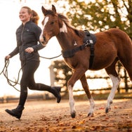 Kavalkade Foal Master Gentle Harness with Handle
