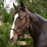 Weaver Rope Nylon Hybrid Training Horseman's Halter