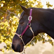 Weaver Rope Nylon Hybrid Horseman's Halter w/Side Ring