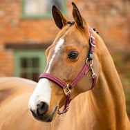 LeMieux Essential Yard Breakaway Headcollar Halter