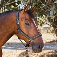 LeMieux Leather Crystal Headcollar Halter