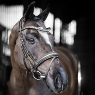LeMieux Arika Dressage Bridle