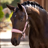 LeMieux Spring Versailles Adjustable Halter