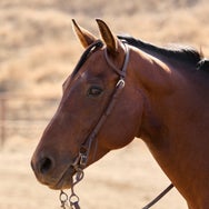 Velociti One Ear Headstall with Rawhide Knot