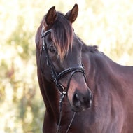 English Bridles & Accessories