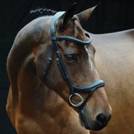 20% Off Leather Tack & Tack Accessories