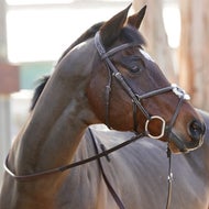 Collegiate Monocrown Raised Jumper Figure 8 Bridle