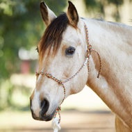 Horse Halters and Leads