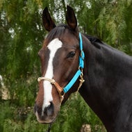 Horse Halters and Leads