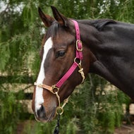 Horse Halters and Leads