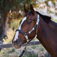 Horse Halters and Leads