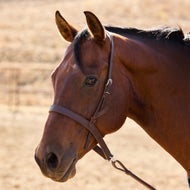 Western Headstall Bridles and Accessories