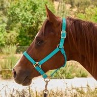 Horse Halters and Leads
