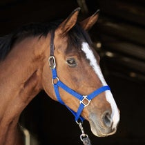 Perri's Economy Safety Nylon Halter Royal Blue Pony