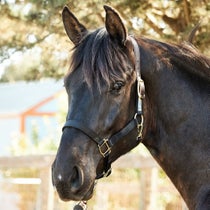 Perri's Safety Nylon Halter Black Horse